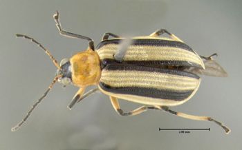 Media type: image;   Entomology 613220 Aspect: habitus dorsal view